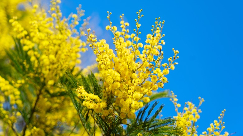 Top Mimosa perfumes