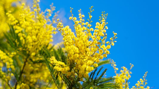 Top Mimosa perfumes