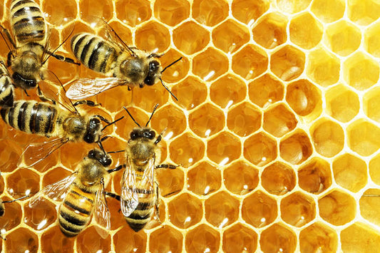 Sweet Honey Perfumes