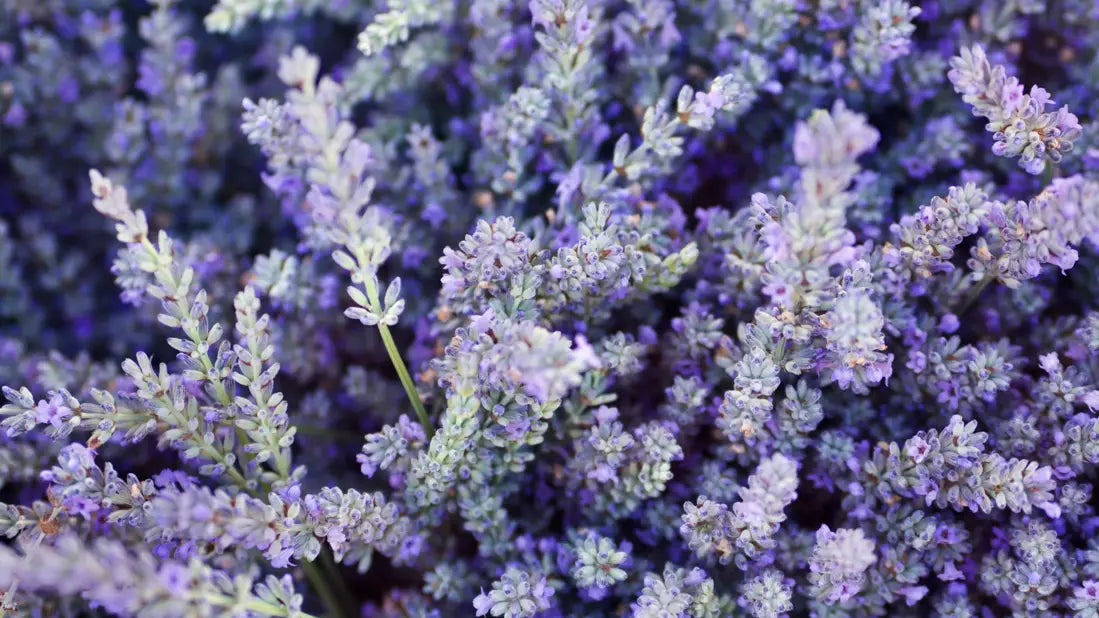 Perfumes with Lavender